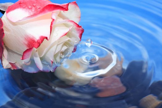 Romance concept. Beautiful rose on water surface with splash