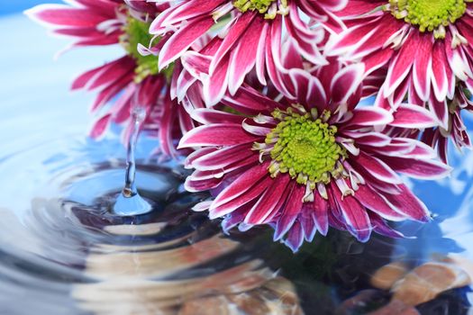 Romance concept. Purple chrysanthemum flower on water surface with splash