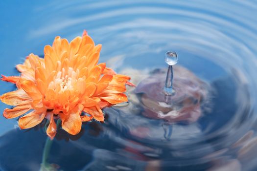 Romance concept. Orange chrysanthemum flower on water surface with splash