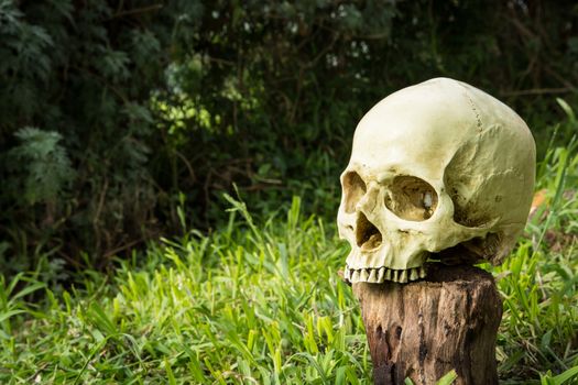 Still life, skull in the backyard and log in the park