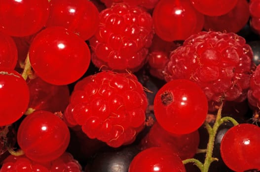 Assorted berries (raspberries, black and red currants) as background                      