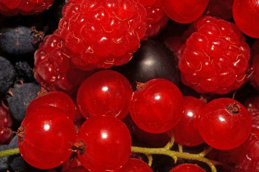 Assorted berries (raspberries, black and red currants) as background