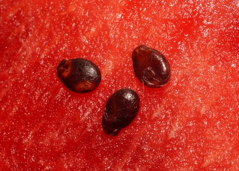 Three seeds of watermelon pulp on closeup                               