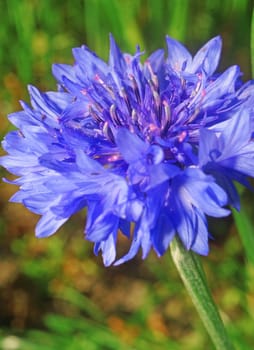Blue cornflower close up