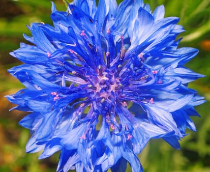 Blue cornflower close up