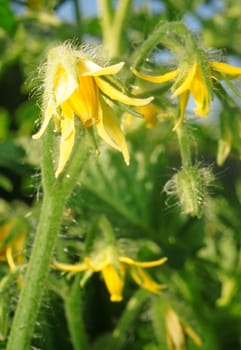 Flowers tomatoes closeup