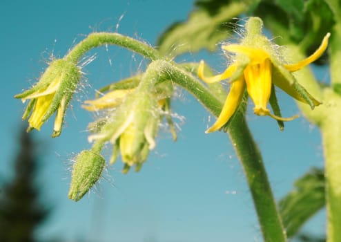 Flowers tomatoes closeup
