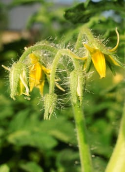 Flowers tomatoes closeup