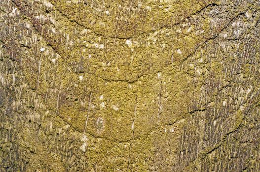 Texture of old wood with remnants of yellow paint closeup as background                               