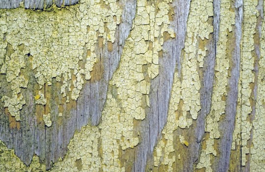 Texture of old wood with remnants of yellow paint closeup as background                               