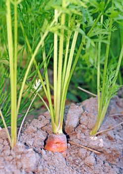 Carrots in the ground closeup                               