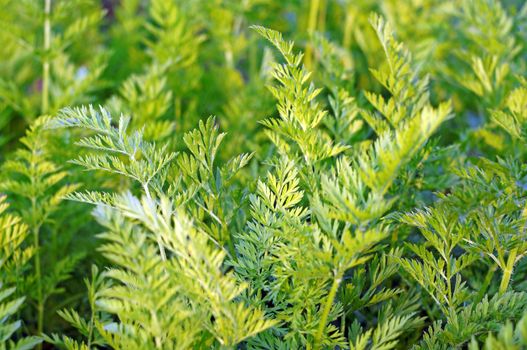 Carrot greens growing in the garden                               