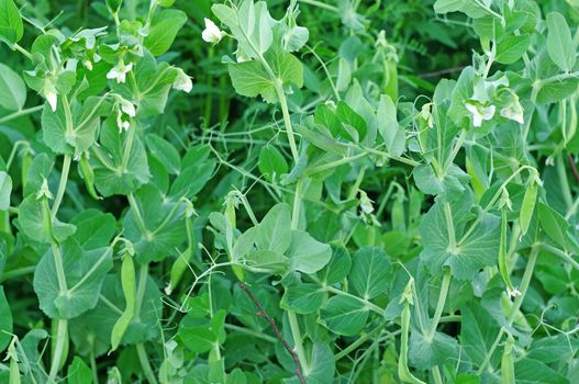 Flowering Shrubs green peas in the garden                              