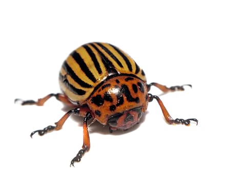 Colorado beetle closeup isolated