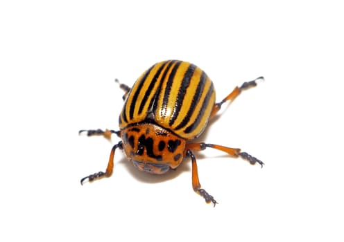  Colorado beetle closeup isolated                              