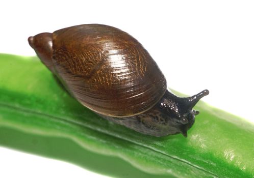 Snail on a pea pod isolated closeup                               