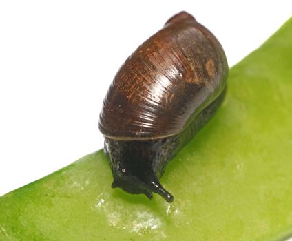 Snail on a pea pod isolated closeup