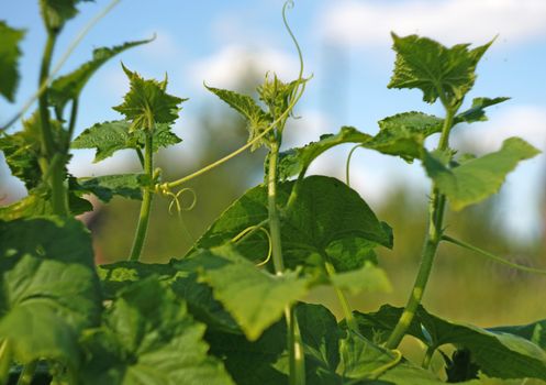 Cucumber shoots with tendrils against the blue sky                               