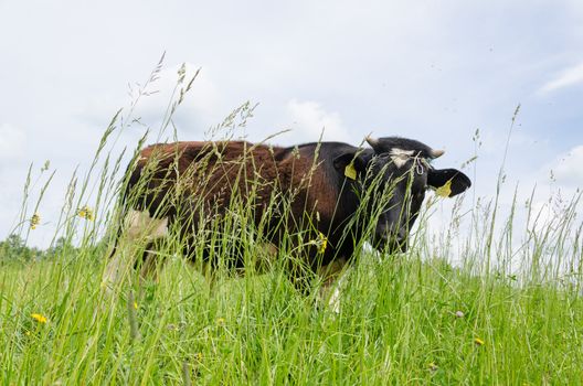 closeup of bull graze in pasture over meadow high grass and horseflies gadfly tabanid parasite insects flying.