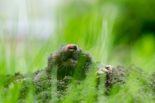 Mole head in molehill hole soil. Enemy for beautiful lawn. Blur view through grass.