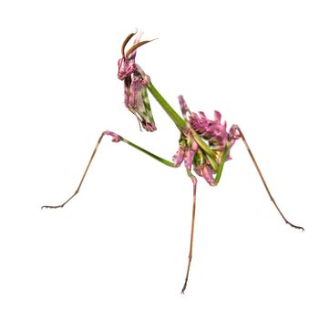 Aliens already on Earth raptorial insect mantis in praying pose isolated on white