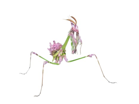 Unusual exotic insect bright colored mantis with long prickly legs isolated
