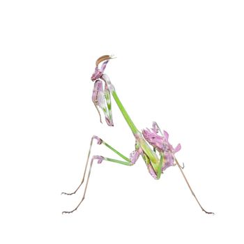 Vibrant colored tropical raptor insect mantis in fighting stance isolated on white