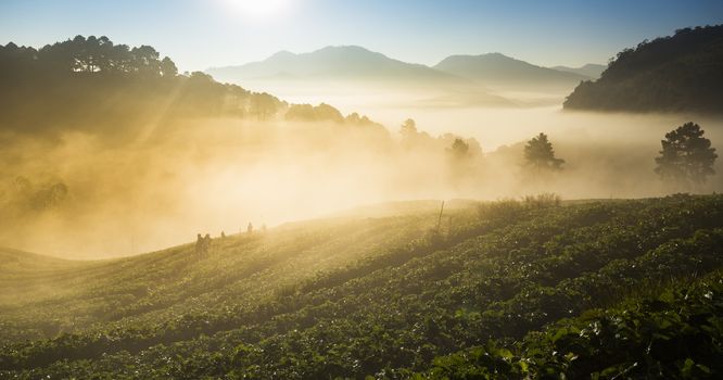 Doi Angkhang strawberry field with fog on morning winter season. Chiang Mai. Thailand.