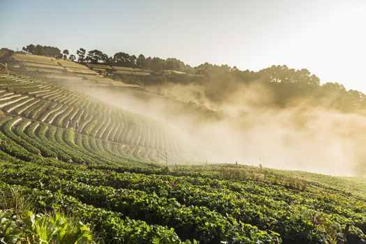 Doi Angkhang strawberry field with fog on morning winter season. Chiang Mai. Thailand.