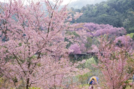 Camping tent with Sakura pink blossom.