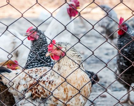 Chickens on poultry farm 