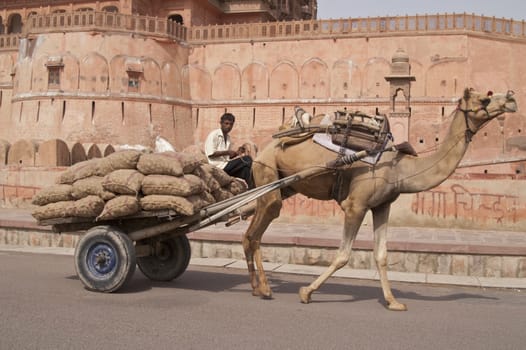 Camel cart loaded with sacks passing Junagarh Fort in Bikaner, Rajasthan, India