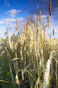 Golden wheat field with blue sky in background 