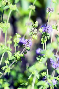 leaves of mint on green background