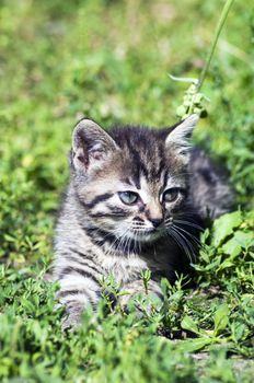 top view of baby cat kitten lying