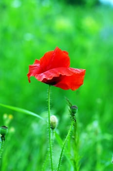 Red poppies blooming in the wild meadow