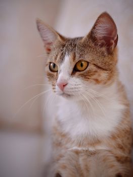 Portrait of a cat with yellow eyes. Multi-colored cat with yellow eyes. Striped not purebred kitten. Small predator. Small cat.