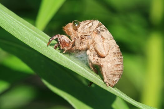 Cicada Husk on blade of grass in early morning sun