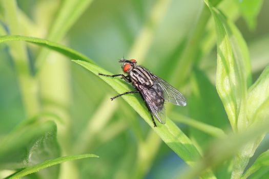Flesh Fly on blade of grass in early morning sun