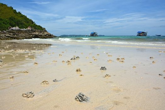 crabs Health marks in Koh Larn Beach, Pattaya, Thailand