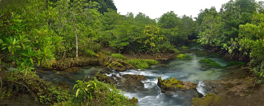 paonramic view of Tha Pom mangroves forest, Krabi, Thailand.