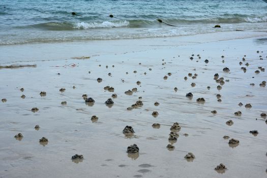 crabs Health marks in Koh Larn Beach, Pattaya, Thailand