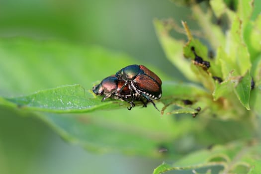 Japanese Beetle mating in early morning sun