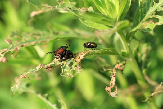 Japanese Beetle mating in early morning sun with fly