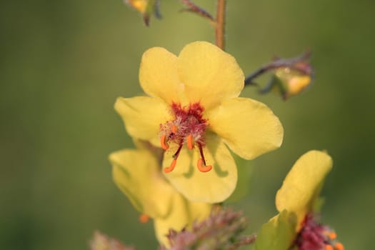 moth mullein flower in early morning sun