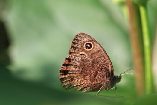 Pearly Eye Butterfly warming in early morning sun