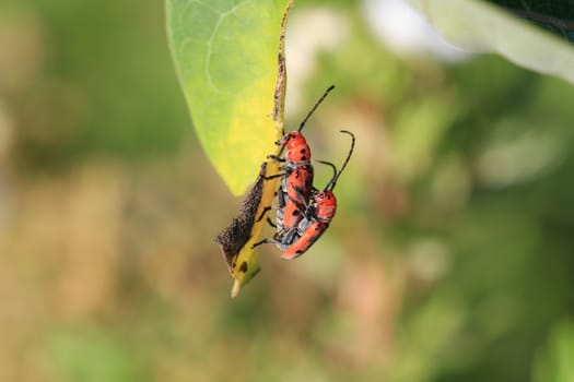 Red Milkweed Beetle mating in early morning sun