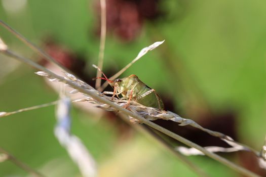 Stink Bug in grass in early morning sun