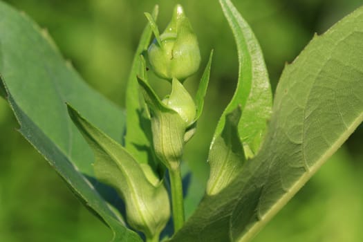 Sunflower flower bud in early morning sun
