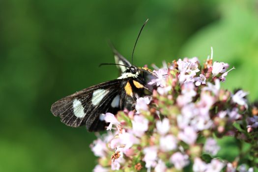 White-spotted Sable Moth feeding in early morning sun